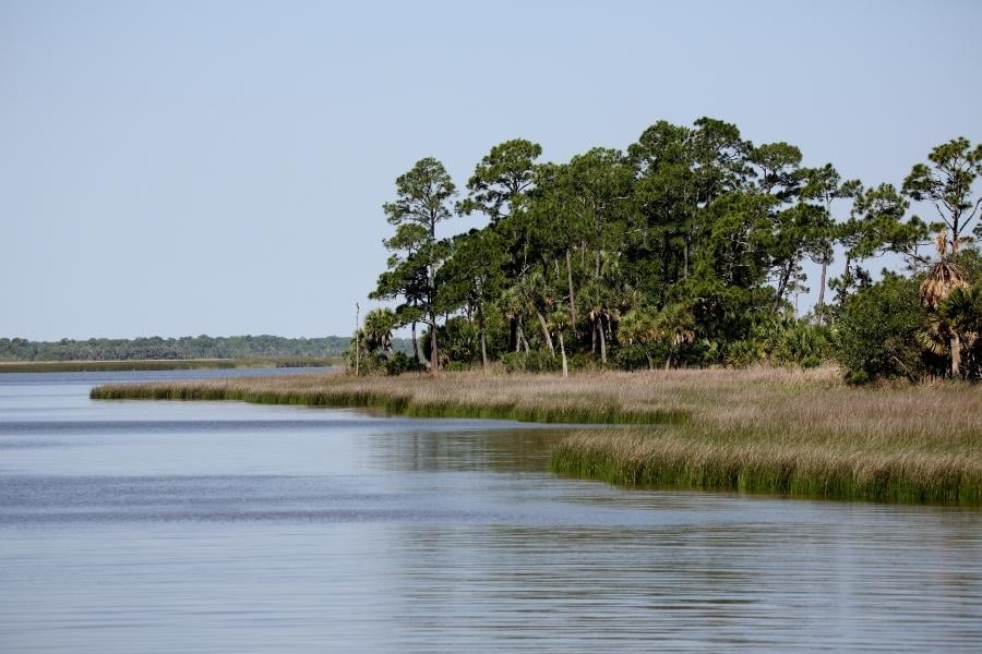 Apalachicola bay shoreline