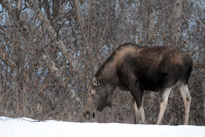 Moose grazing on JBER.