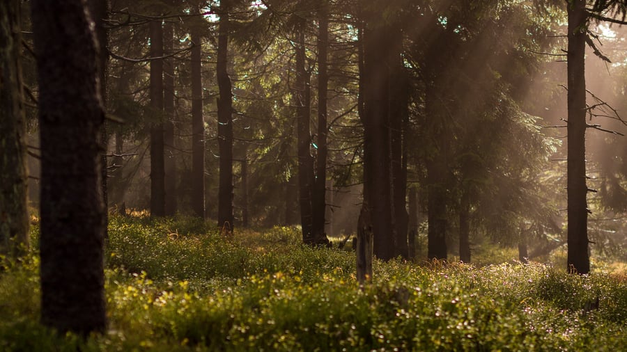 sun streaming through leaves in quiet forest