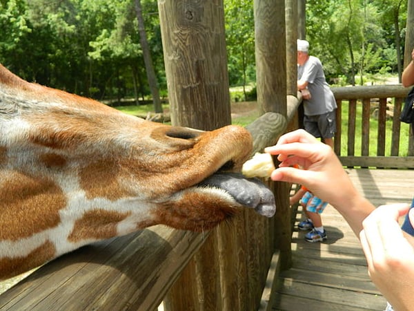 Riverbanks Zoo near Fort Jackson, SC