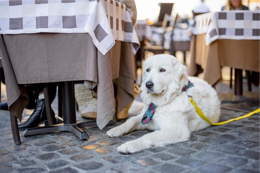 Dog at outdoor cafe tables and chairs