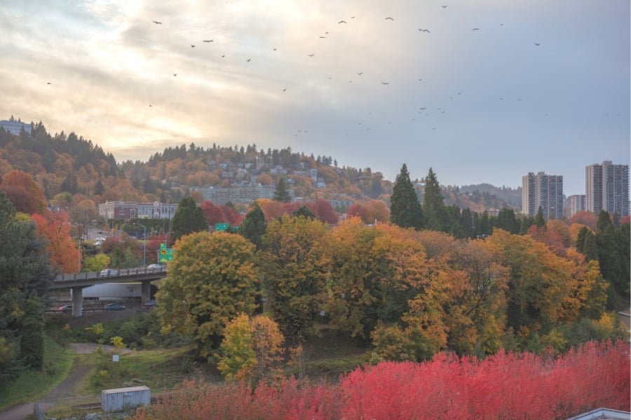 Fall foliage in Portland, Oregon. 