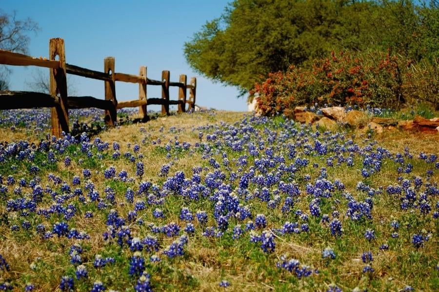 Texas bluebonnets near Fort Hood