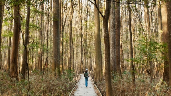 Congaree National Park near Fort Jackson