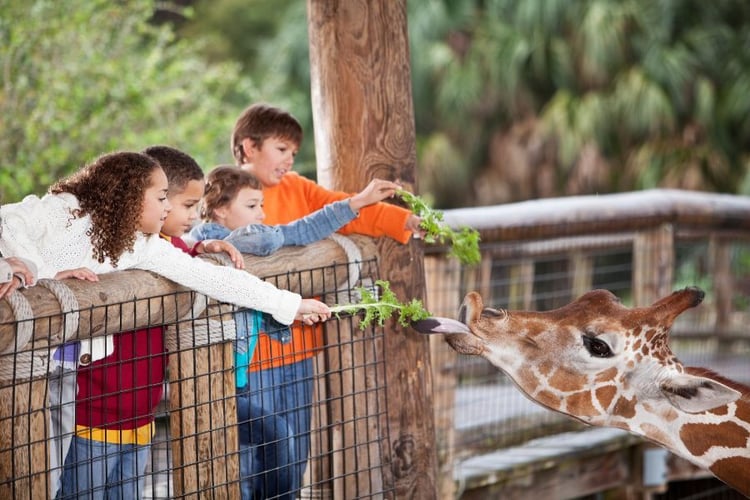 children at zoo leaning over fence and feeding plants to a giraffe at a zoo
