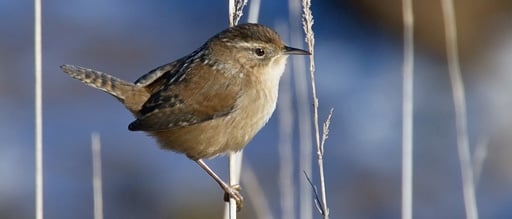 Marsh Wren Point Defiance Park