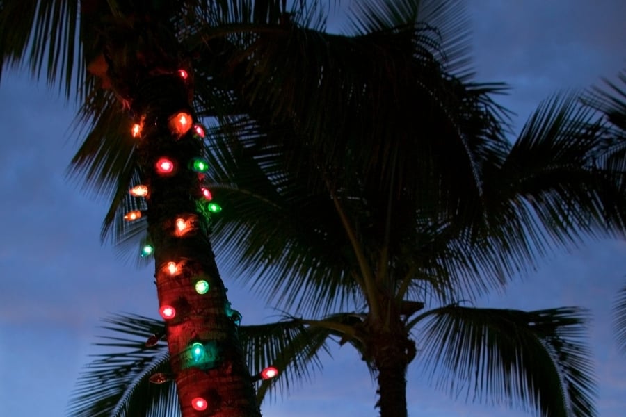 christmas lights on palm tree