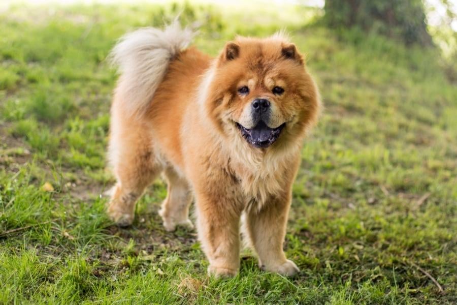 Chow Chow Dog in yard