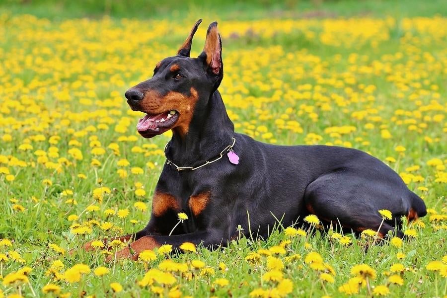 Doberman Pinscher in field of flowers