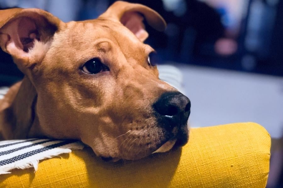 American Pit Bull Terrier on couch