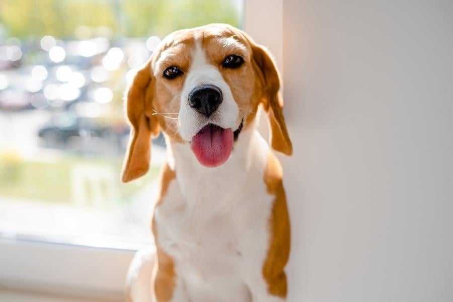 Beagle dog in home