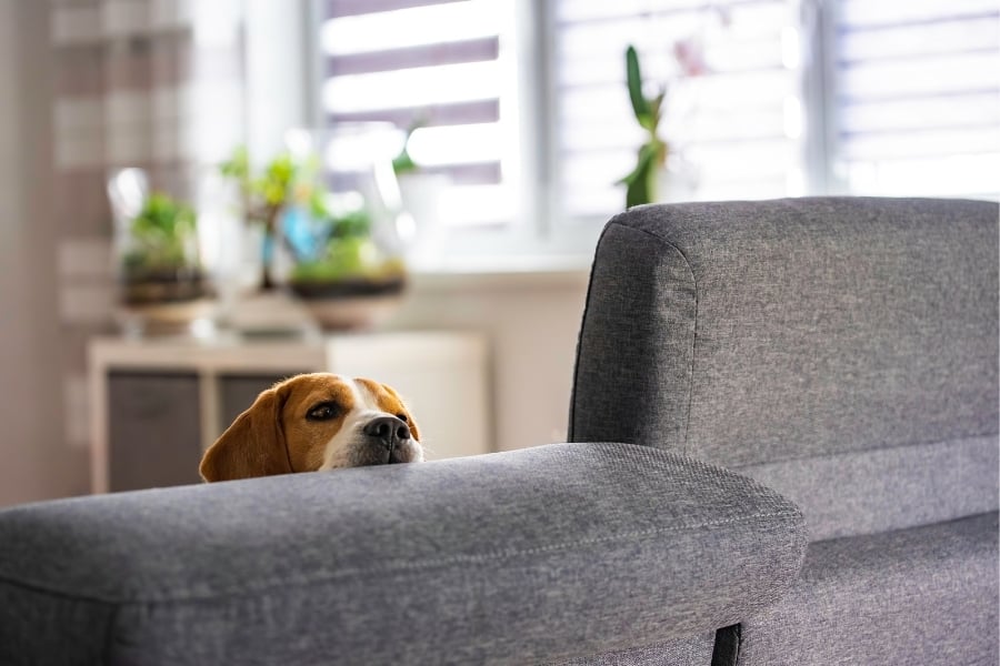 dog looking over couch