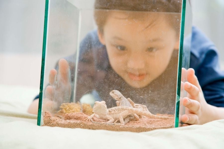 boy with pet lizards