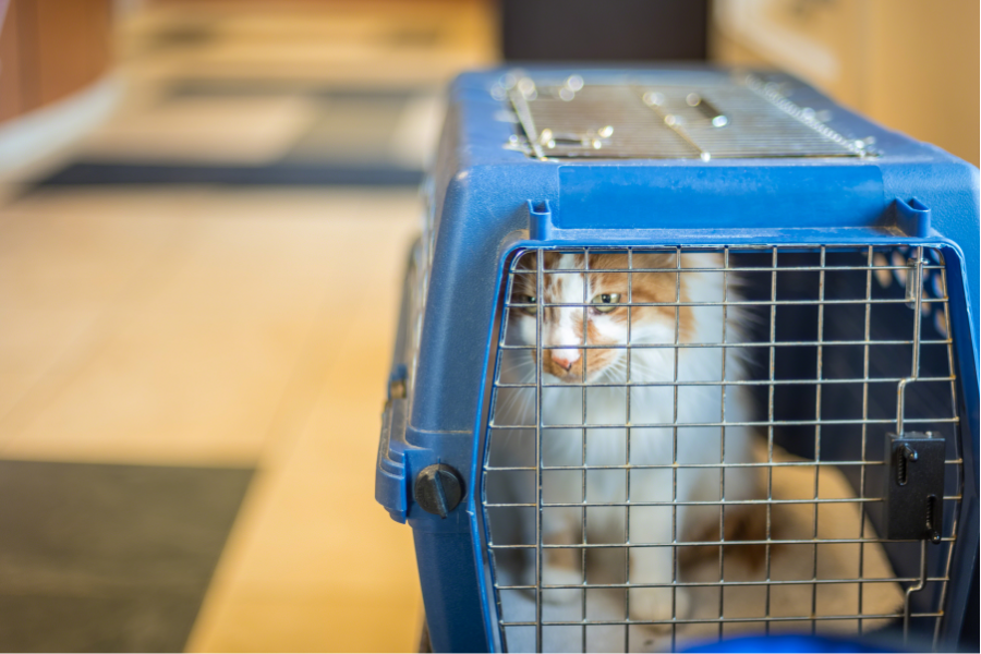 Plan ahead if you're moving your pet to Japan. 