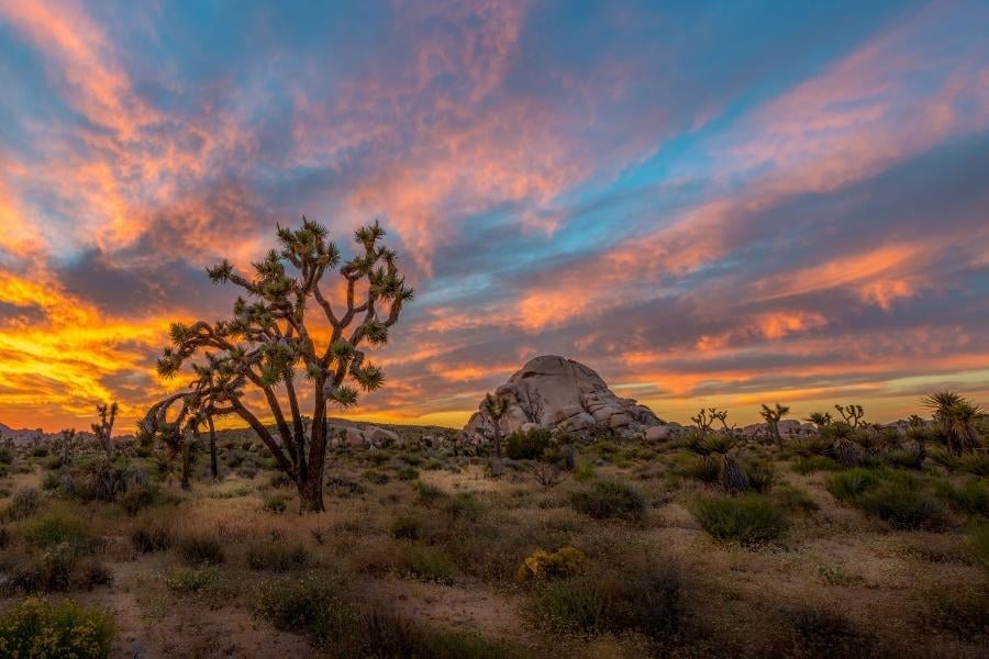 Joshua Tree national park