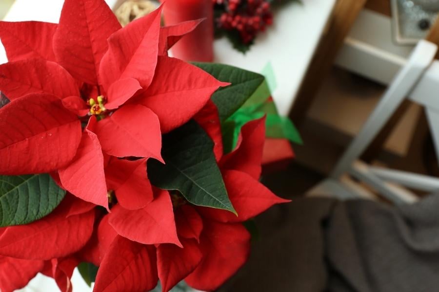 Poisonous plants are a hazard for pets during the holidays. 