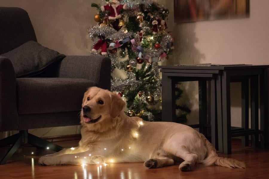 Think safety first when it comes to pets and the holidays. 