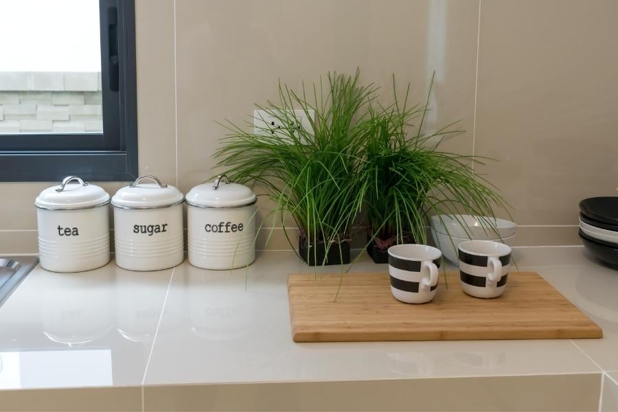 house plant on counter during open house