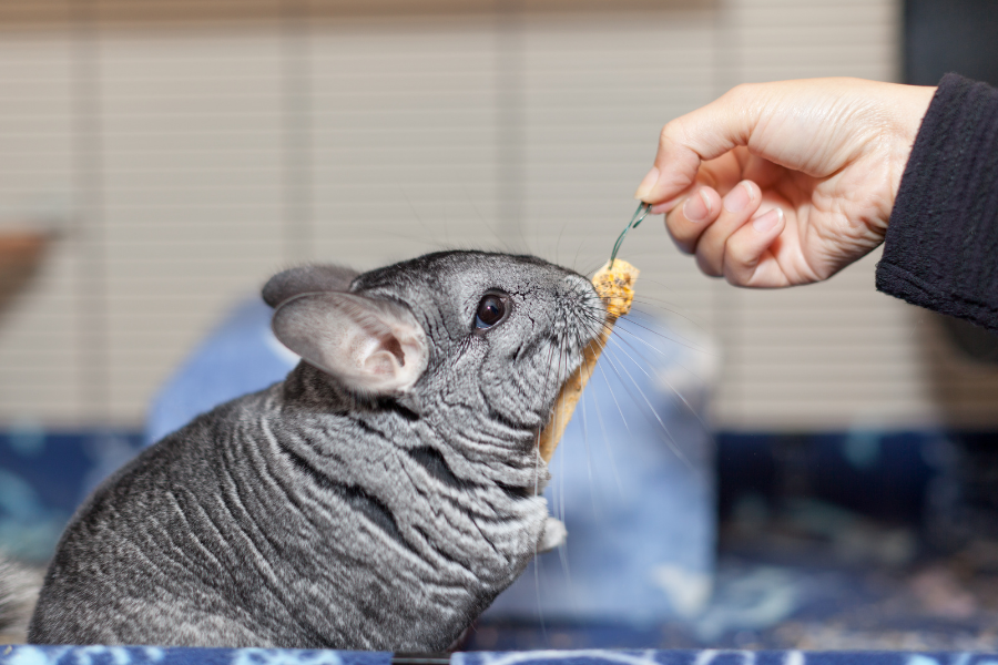 Feeding pet chinchilla