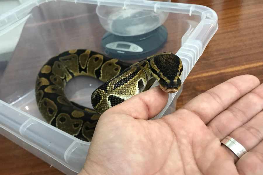 Pet snake on owner's hand