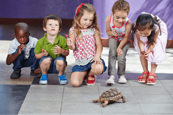Is your exotic pet allowed in military housing? 