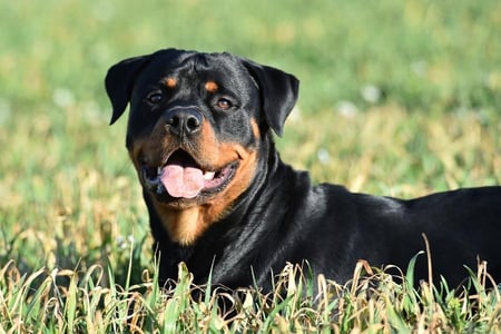 rottweiler laying in the grass