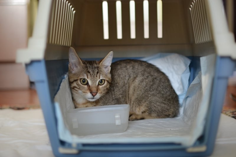cat in carrier to be transported to Rota, Spain