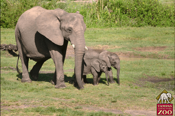 Your family may want to visit Lowry Park Zoo during your time stationed at MacDill AFB in Tampa. 