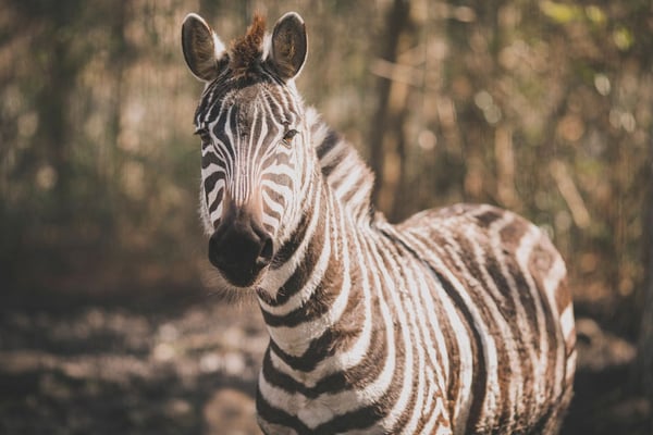 Lynwood Park Zoo 