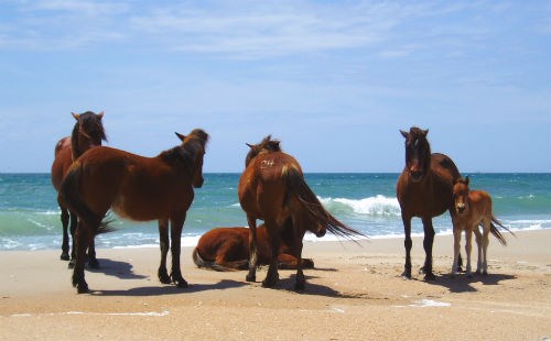 Shackleford Banks horses