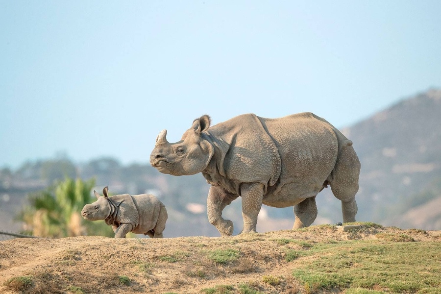 Rhinoceros and baby at San Diego Zoo