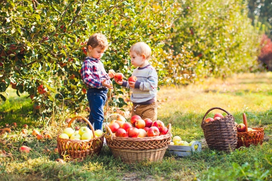 two young boys picking apples in apple orchard