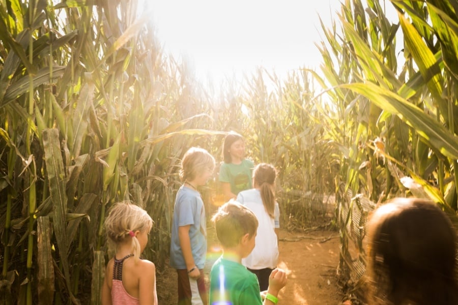 children in corn maze during the fall