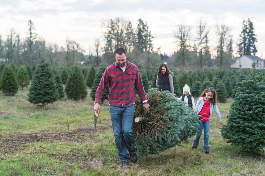 Family of four dressed in warm clothes carry cut Christmas tree through tree farm. 