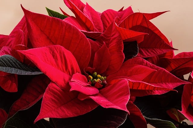 poinsettia.jpg