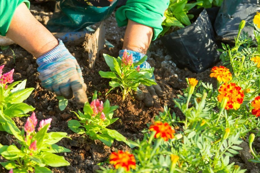 Person planting pink flowers in garden next to orange ones with blue-striped gloves. 