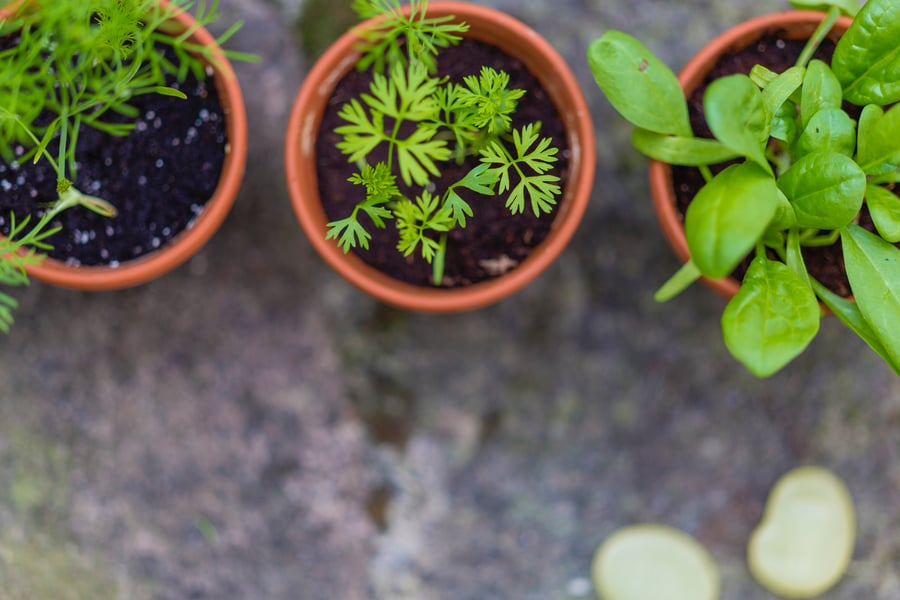 Potted Herbs Add Charm to Your Outdoors