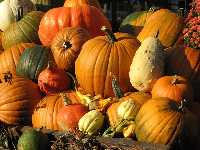 varied pumpkins
