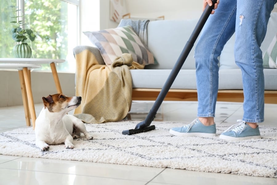 Woman in denim jeans and blue tennis shoes cleans cream colored rug laid over white tile with a jack russell terrier laying in front watching her. The room features a light blue sofa with multi-colored pillow, a white side table with a plant sitting on top. 