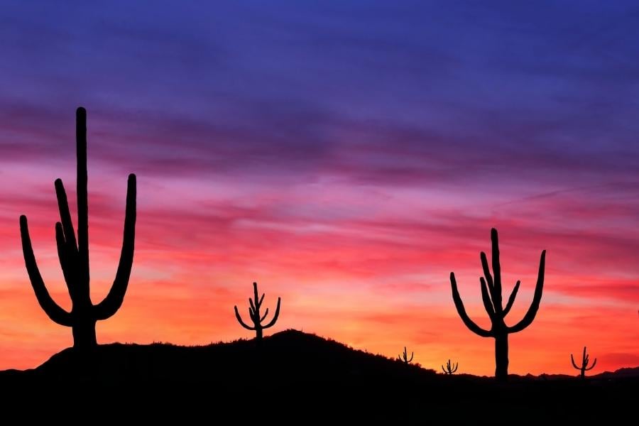cactus and desert landscape