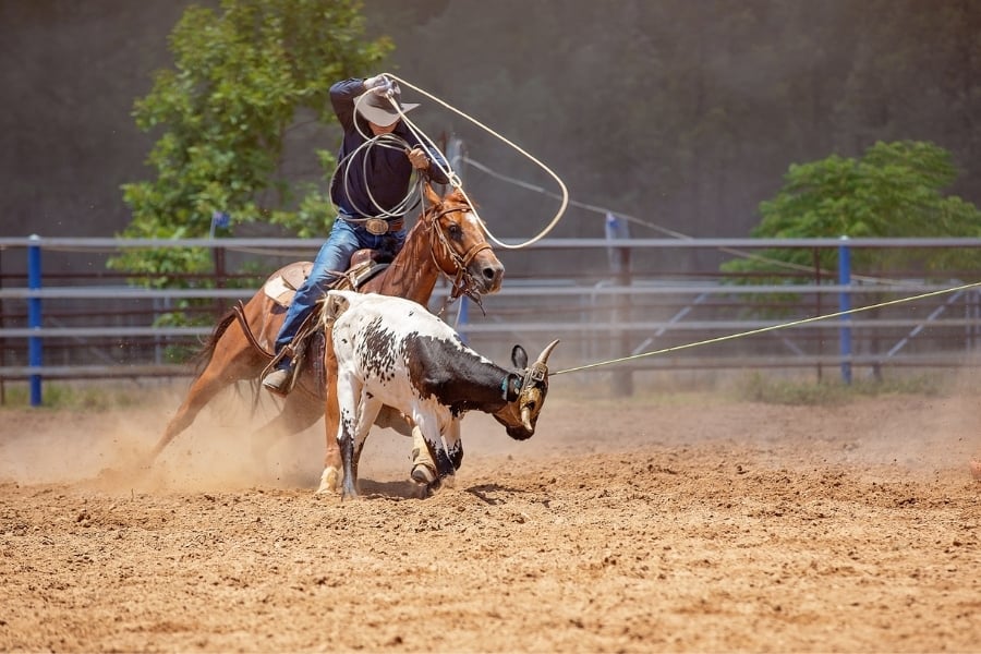 Texas rodeo with rider wearing cowboy hat throwing a rope to wrangle a cow in the pen. 