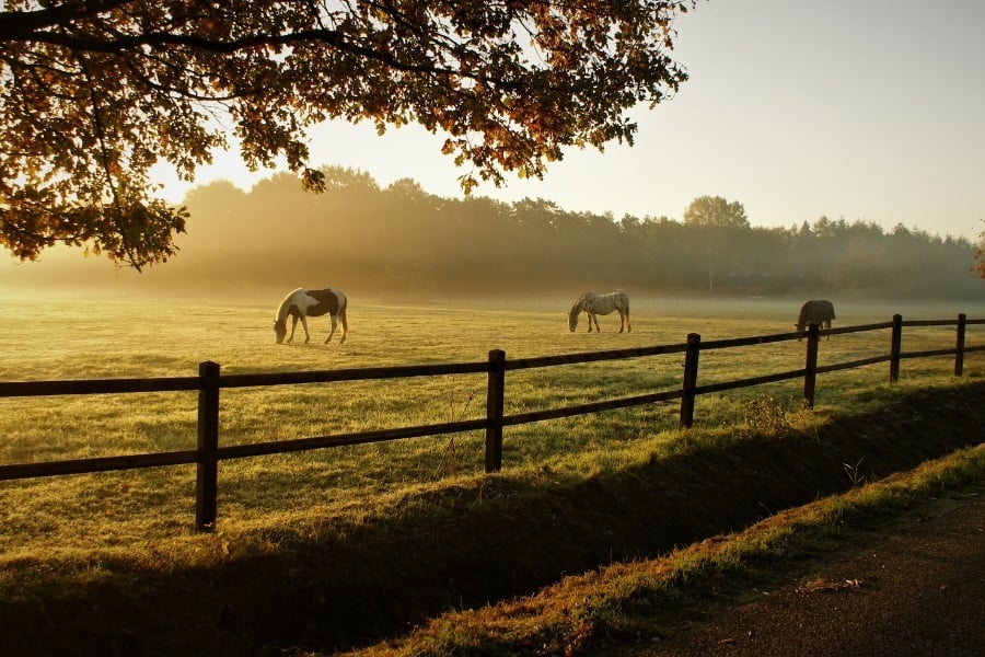 Three horses grazing in pasture as sun rises. There is a large tree and wooden fence in view. 