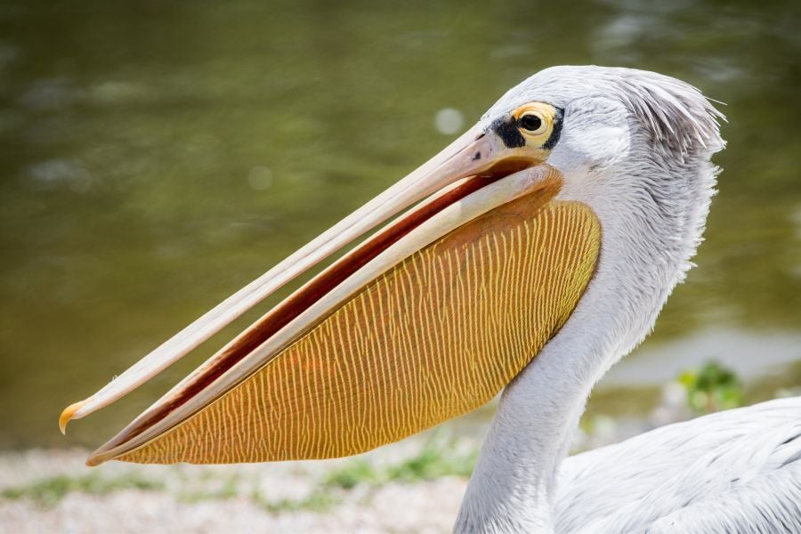 Large white pelican with yellow striped gular pouch at the Henry Doorly Zoo in Omaha Nebraska