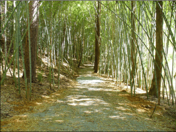 Prattville Wilderness Park 