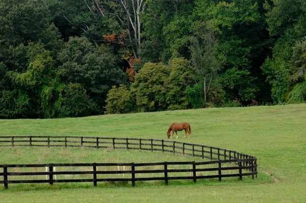 Visit the Stables at Meadowood near Fort Belvoir. 