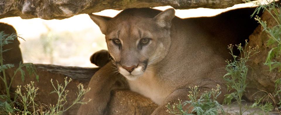 Cougar at Austin Zoo