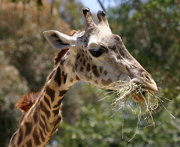 San Diego Zoo