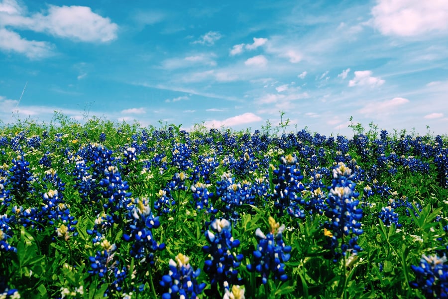 Bluebonnets in Texas