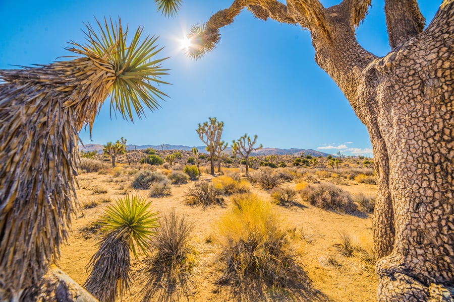 joshua tree national park