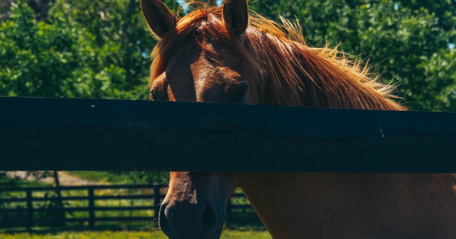 Kentucky Horse Park